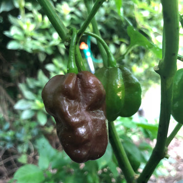 Habanero Chocolate - Seeds - The Pepper Pantry (Formerly Marie Sharp's)